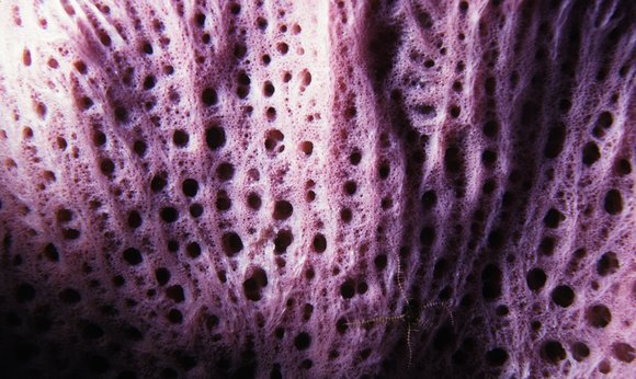 cari_best146_8mod-sm