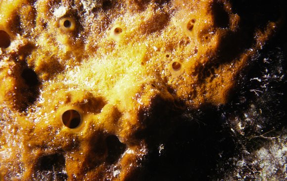 cari_best150_8mod-sm