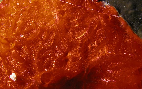 cari_best151_8mod-sm