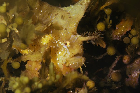 cari_best152_8mod-sm