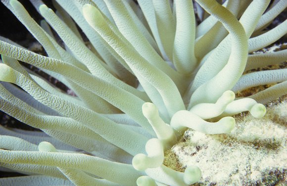 cari_best153_8mod-sm