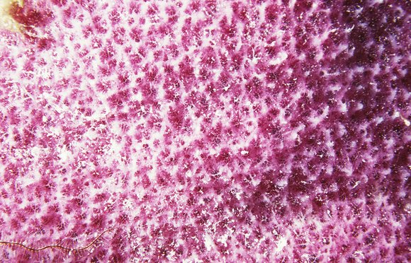 cari_best155_8mod-sm