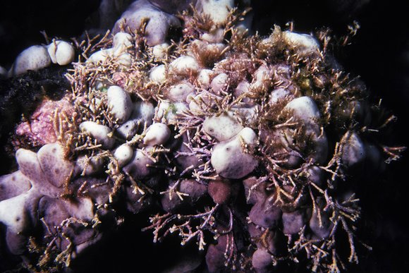 cari_best156_9mod-sm