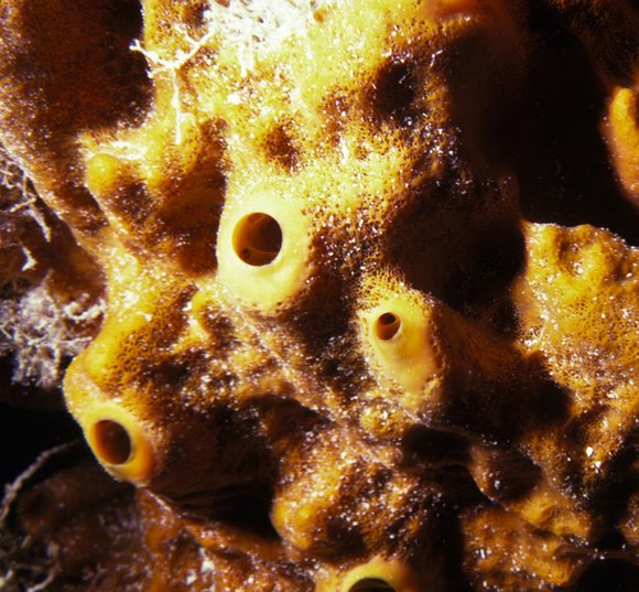 cari_best158_9mod-sm