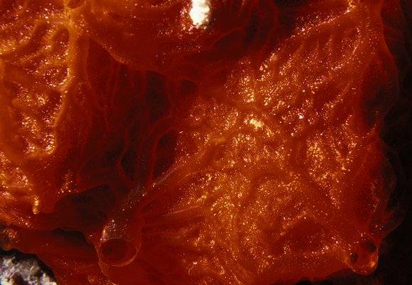 cari_best159_9mod-sm