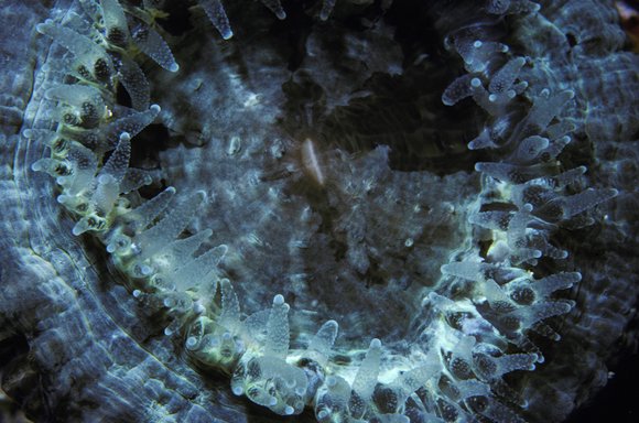 cari_best161_9mod-sm