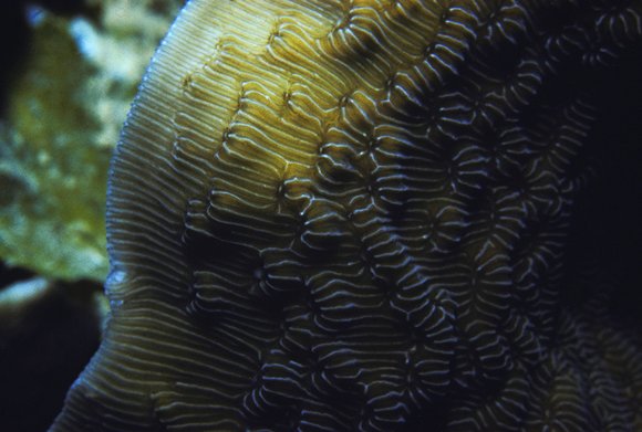 cari_best165_9mod-sm