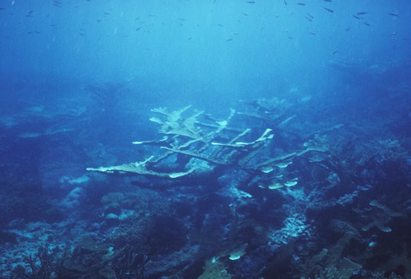 cari_best035_1mod-sm