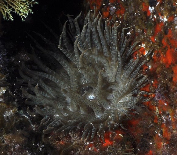 dsc_0276a-copymod-sm