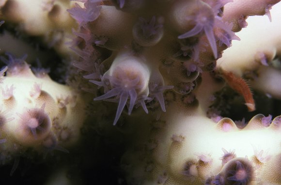 cari_best121_7mod-sm