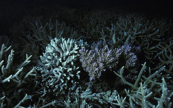 cari_best126_7mod-sm