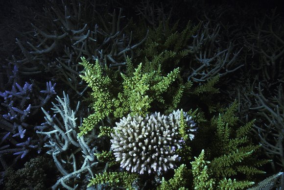 cari_best129_7mod-sm