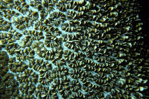 cari_best131_7mod-sm