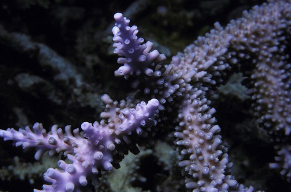 cari_best132_7mod-sm