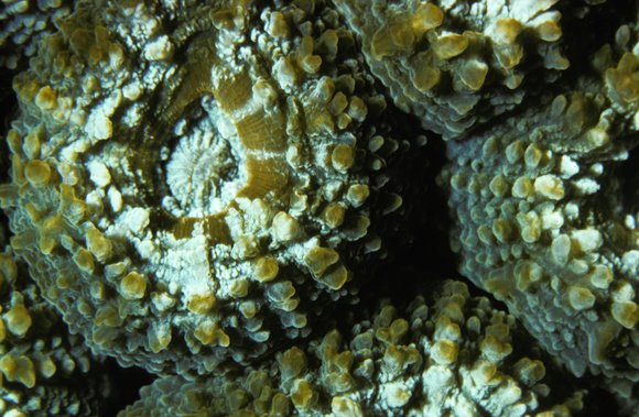 cari_best137_7mod-sm