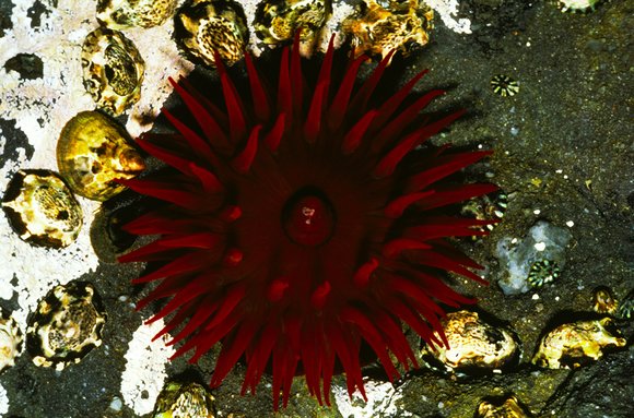 anthozoa-page-24_005modmod-sm