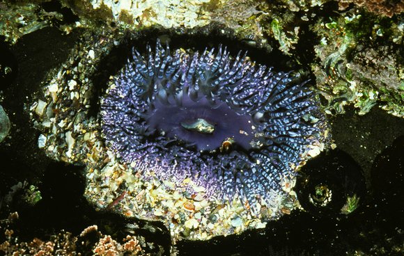 anthozoa-page-24_007modmod-sm