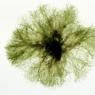 derbesia-marina-dixon-i-barkley-sound-bc-subtidal-12march1983