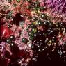 derbesia-marina-halicystis-stage-low-intertidal-botanical-beach-bc-30june1988