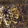 mazzaella-japonica-s-of-deep-bay-vancouver-i-bc-0-tide-13july2014-5d3_4212