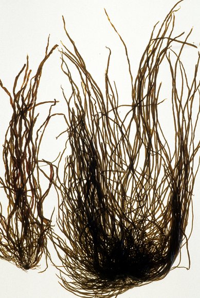 Was Myelophycus intestinalis