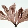 membranoptera-platyphylla-dixon-i-barkley-sound-bc-12march1983-0198