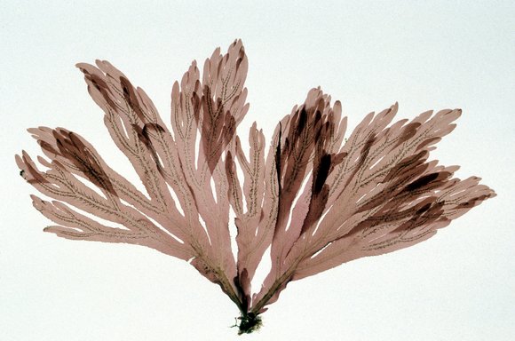 membranoptera-platyphylla-dixon-i-barkley-sound-bc-12march1983-0198