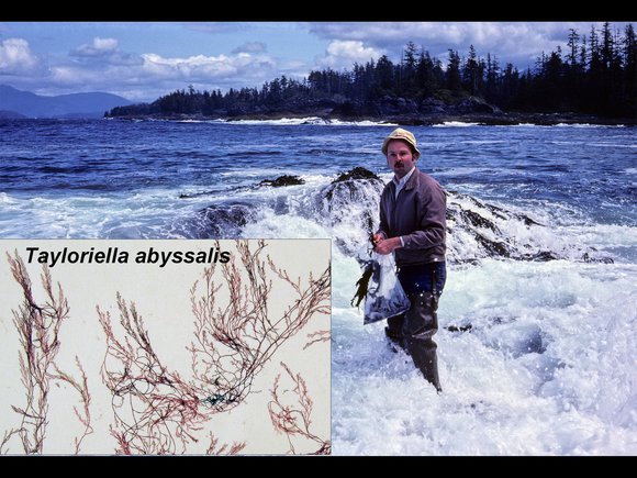 mike-wynne-tayloriella-abyssalis-he-described-from-hawkes-et-al-1978-collections