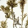 rhodomela-tenuissima-cystocarpic-clarke-i.-barkley-sound-bc-11may1990