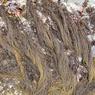 sargassum-muticum-newcastle-i-bc-11july2006-img_0496