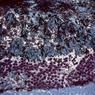 zonation-saccharina-sessilis-and-purple-urchins-botanical-beach-bc-30june1988