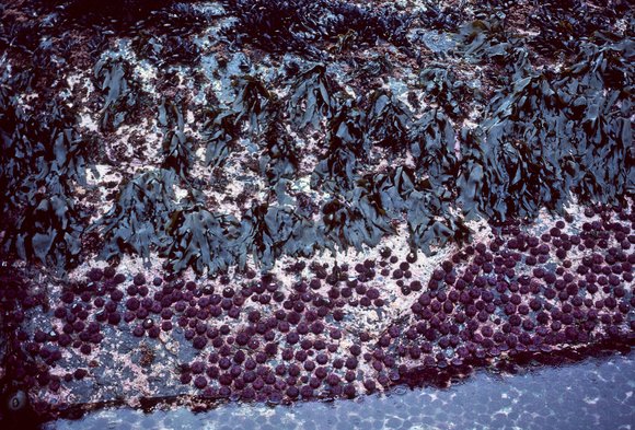 zonation-saccharina-sessilis-and-purple-urchins-botanical-beach-bc-30june1988