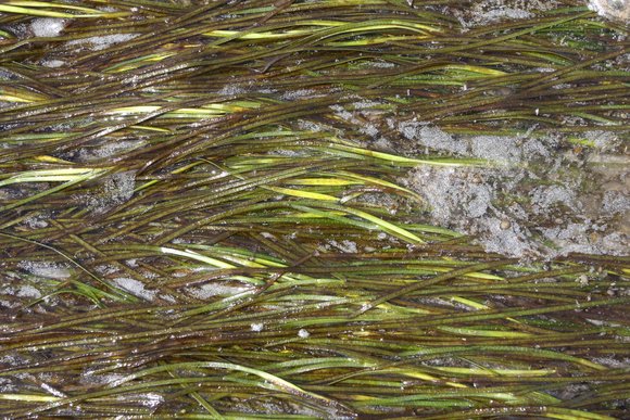 Zostera japonica with flowers, mid-intertidal, between Protection I and Newcastle I, BC