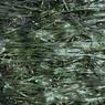 puget-sound-salish-sea-algae-hawkes-