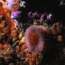 anthozoa-page-3_008_1modmod-sm