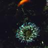 anthozoa-page-6_011modmod-sm