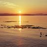 puget-sound-salish-sea-wa-habitats